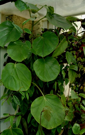 B. ampla